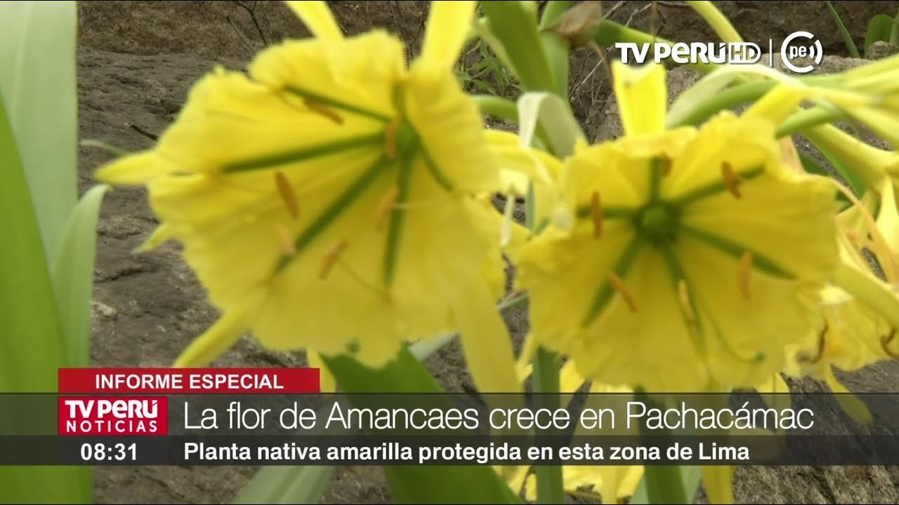 La Flor de Amancaes crece en Pachac&aacute;mac [INFORME ESPECIAL]