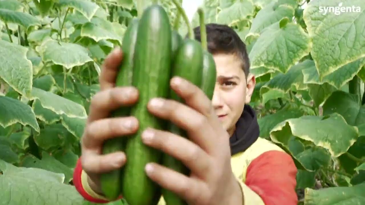 صنف خيار ديلوكس , نبتة قوية وثمار تسويقية