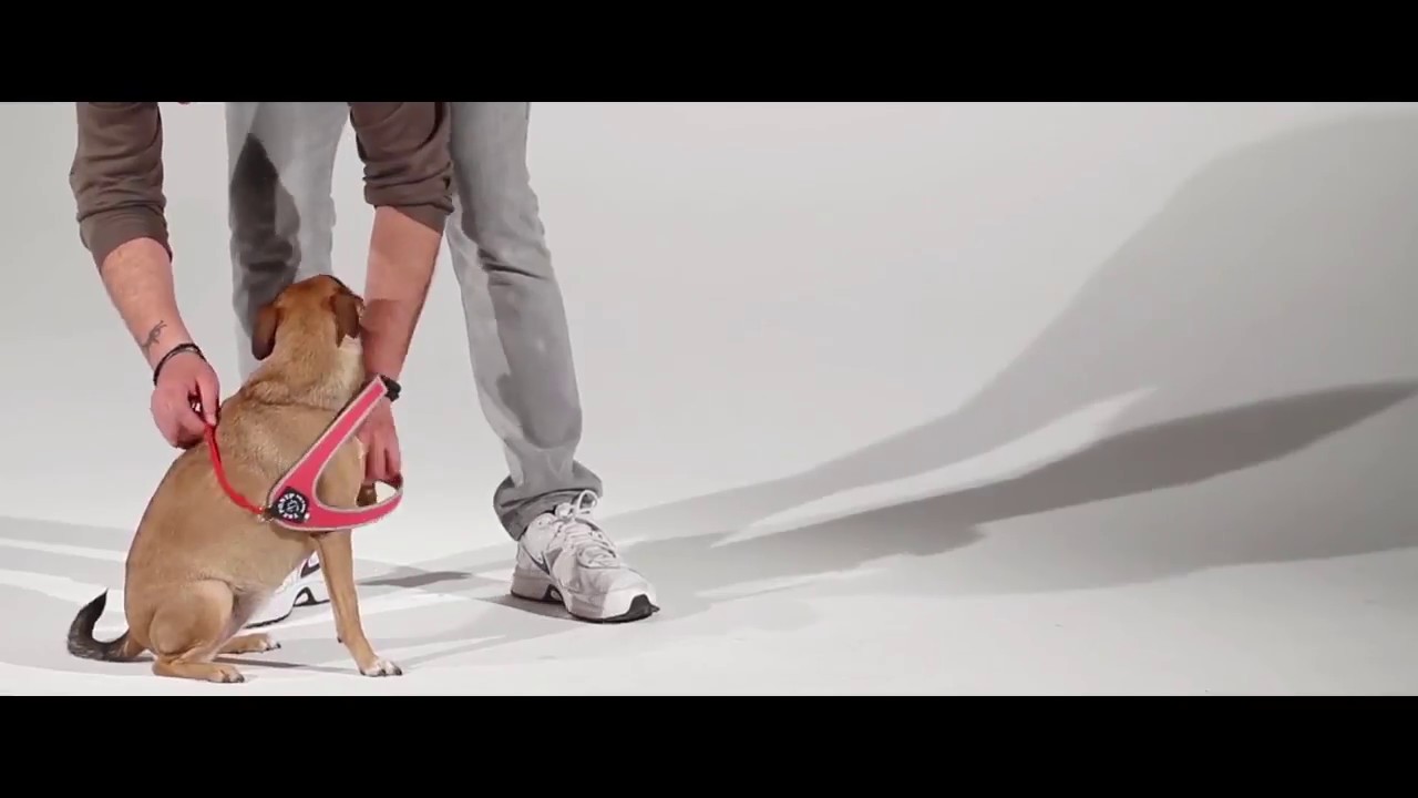 TRE PONTI Easy Fit Classic Szelki dla ps&oacute;w - jak zakładać