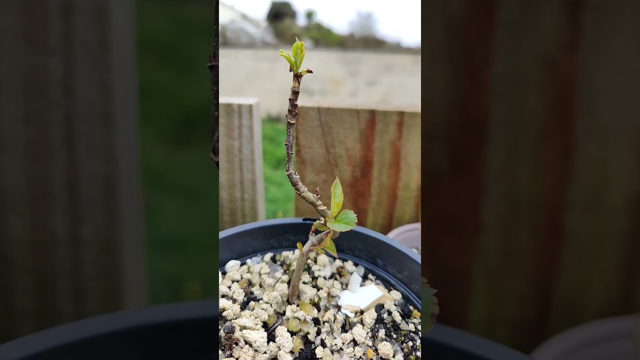 pink lady @maylucriandesigns apple bonsai #letslearn #howtobonsai #spring #april #treemasons