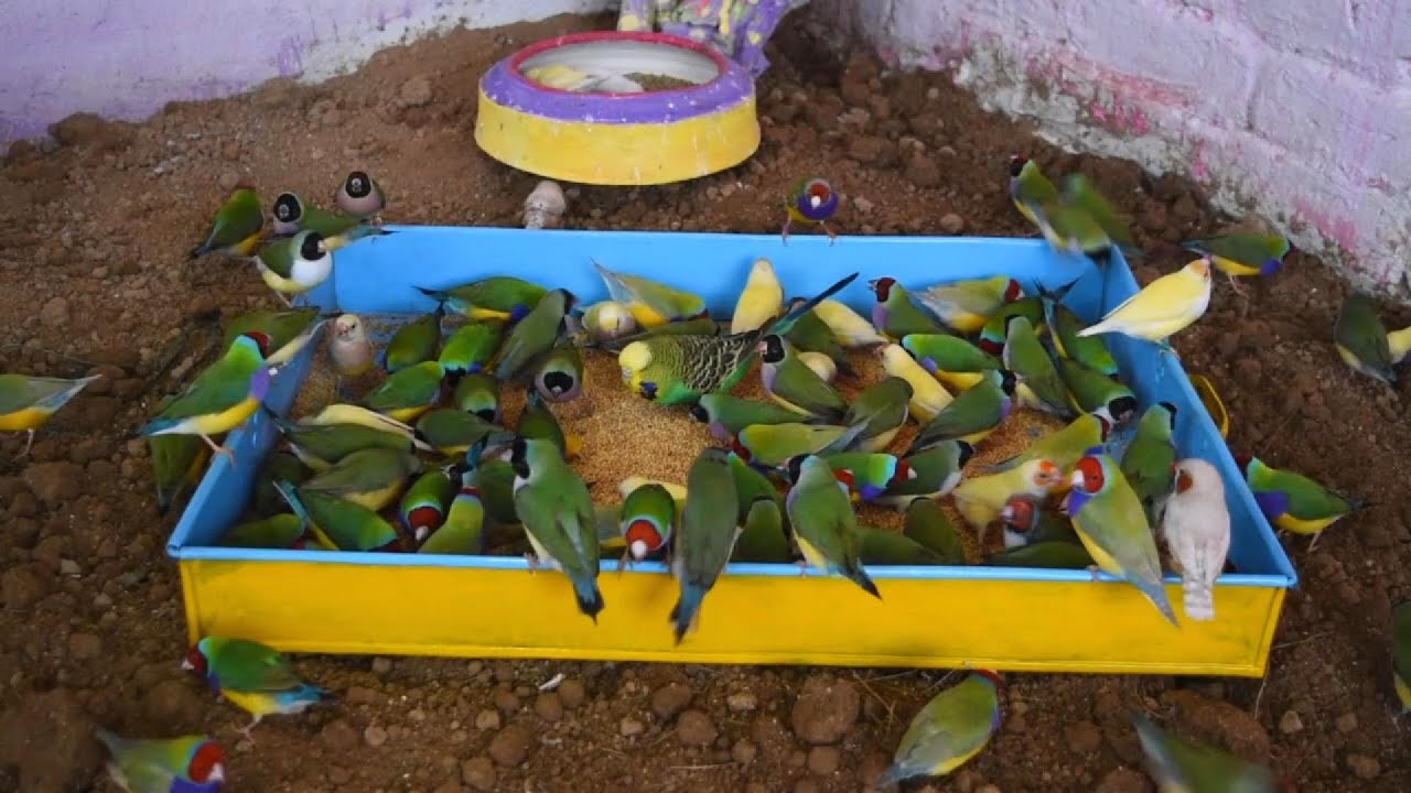 Gouldian Finch Paradise: A Stunning Bird Feeding Frenzy!|AviaryTales