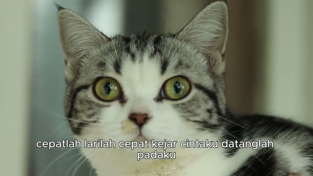 Cepatlah - Oryza