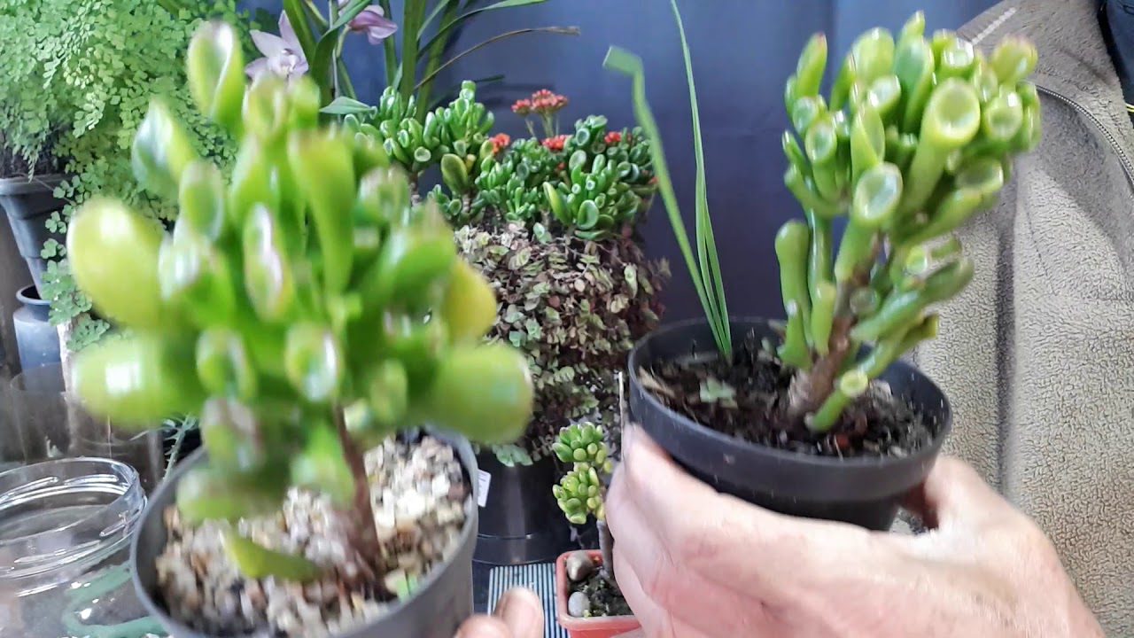 SUCULENTA CRASSULA  OVATA  CONVOLUTA 