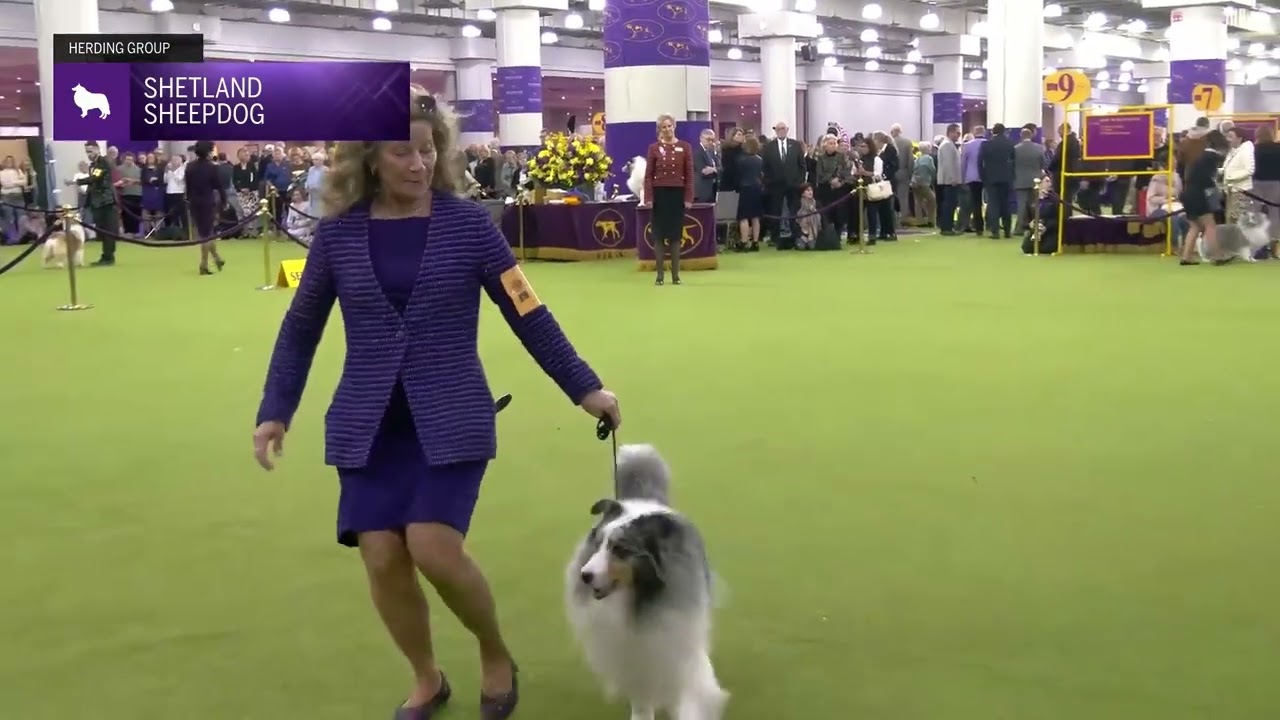 Shetland Sheepdog | Breed Judging 2025