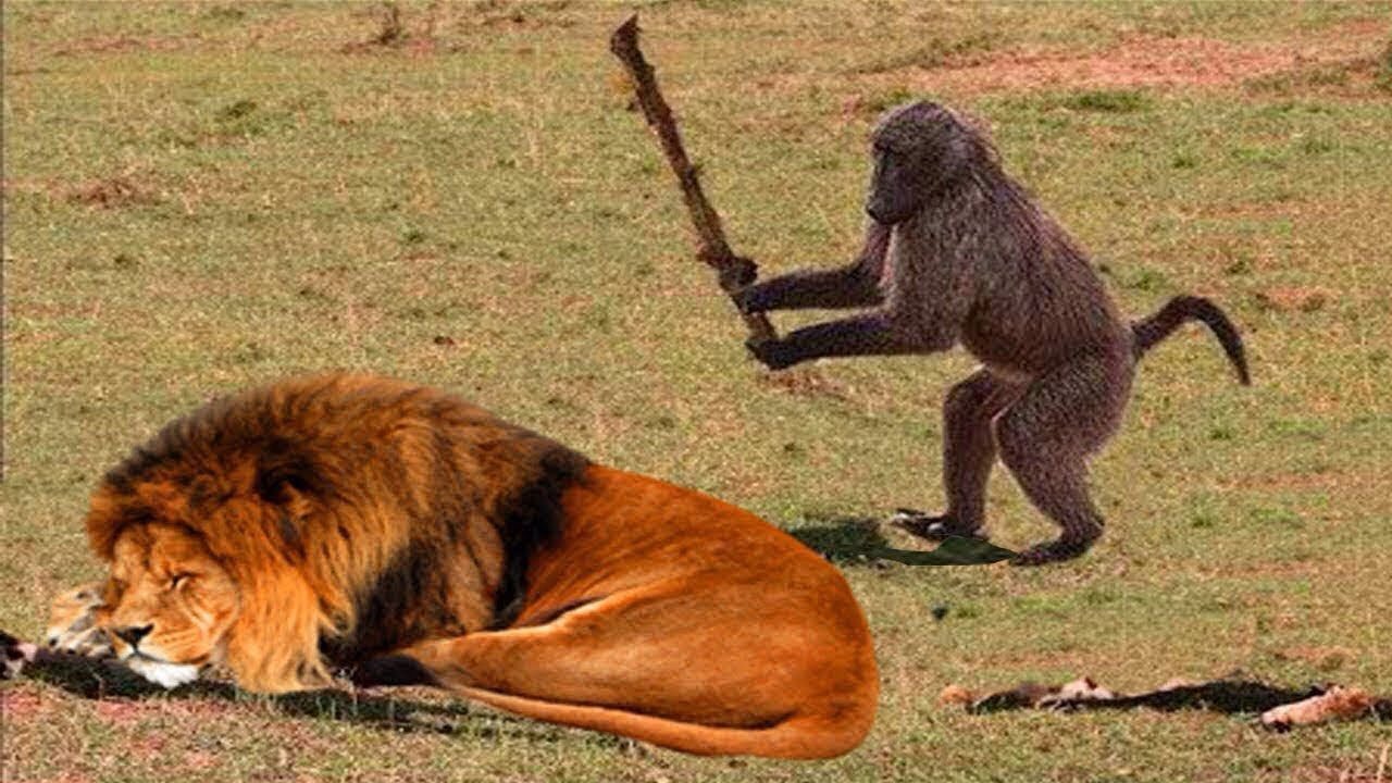 Animals Can’t Stop Being Silly Together 😂 NEW Funny ANIMALS Video 2025