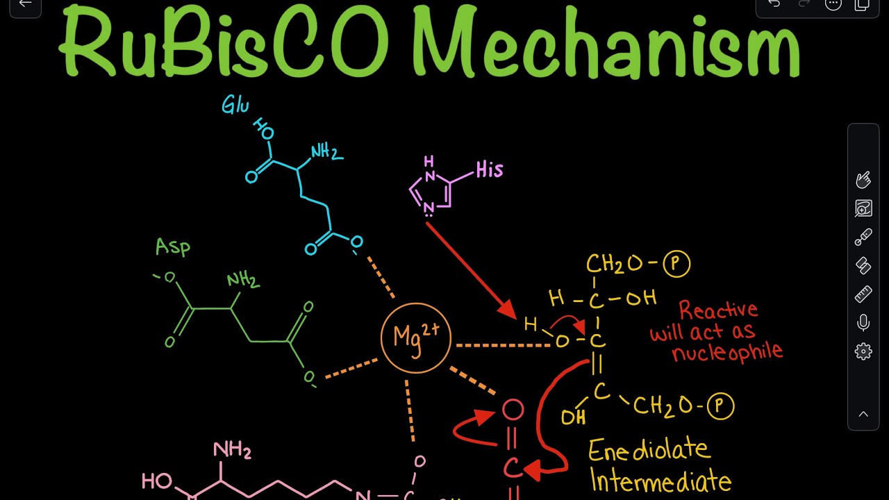 Механизм карбоксилирования Рубис-Ко в цикле Кальвина | Биохимия
