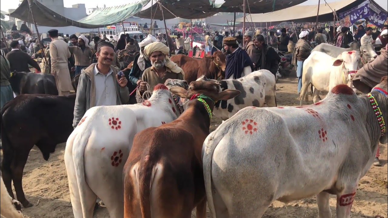 بھکر منڈی کی تازہ اپڈیٹ || جانور منڈی بھکر 2026 || ہنسی مذاق