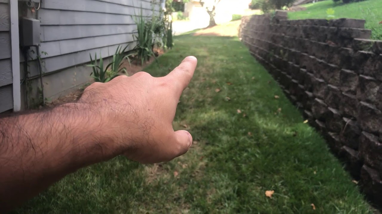 State of the Lawn Address | Late summer | pythium blight