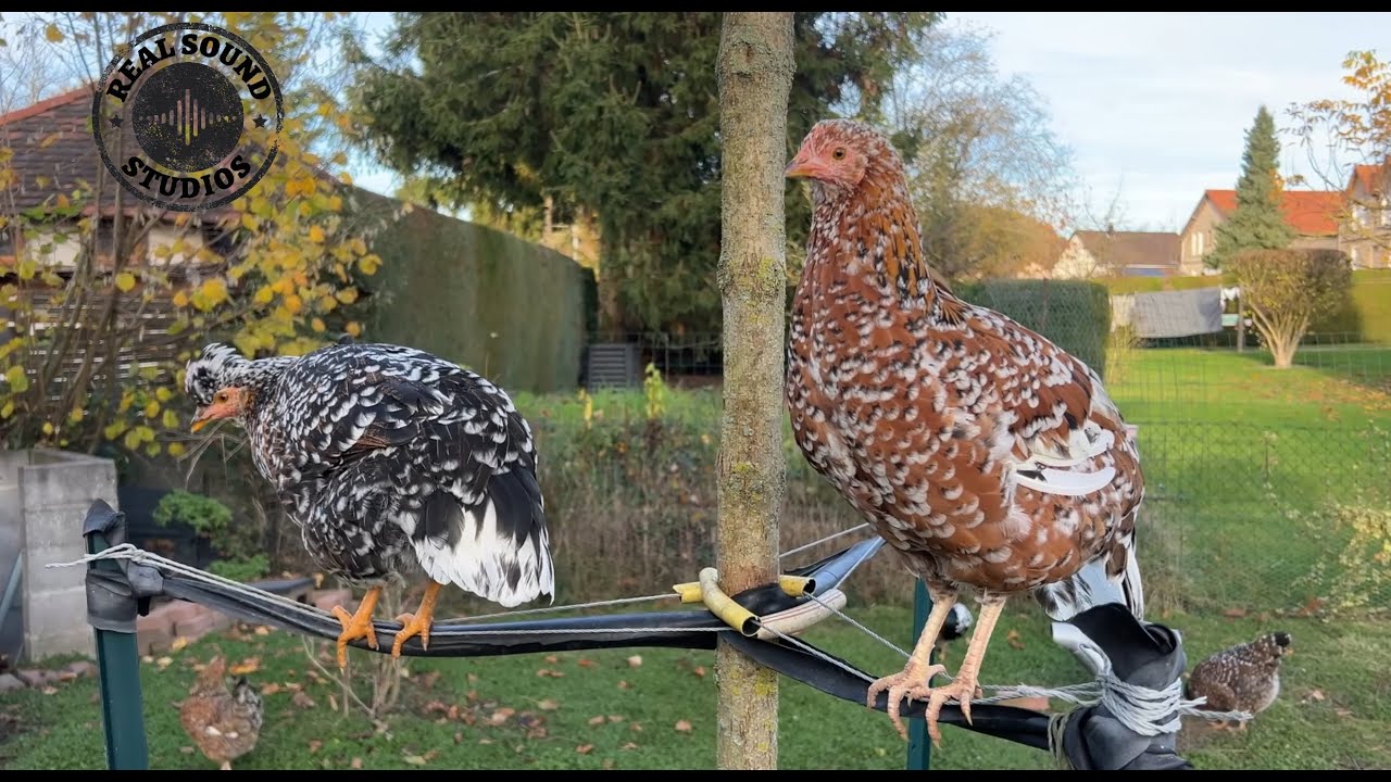 Chicken Farm | Healthy Chicken ASMR