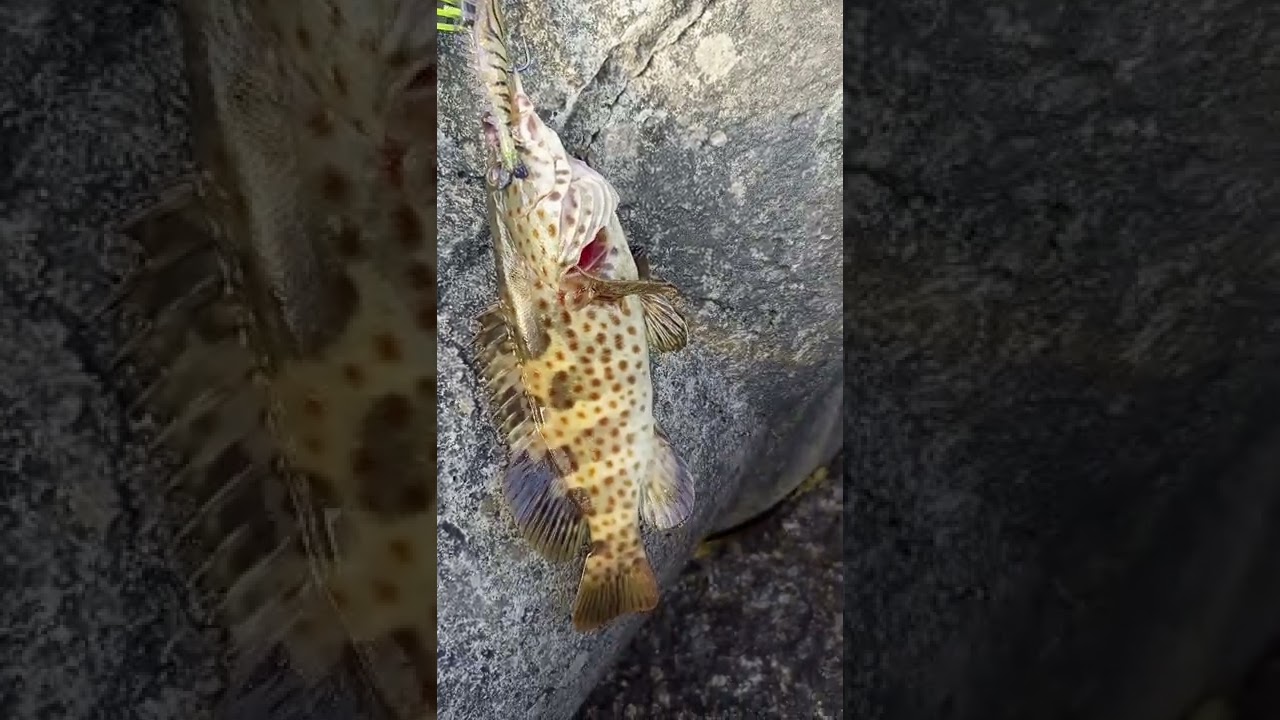 Hamour In   BTX Shrimps | Hamour King in Malabar | Kerala Fishing | Fishing Kerala