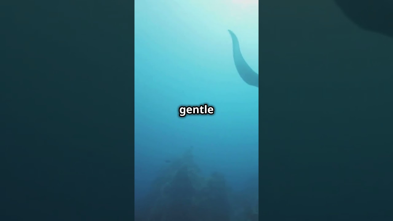 🌊 Incredible Stingray Facts You Won&rsquo;t Believe!😱✨#StingrayMagic #WildlifeWonders #fascinatingwildlife