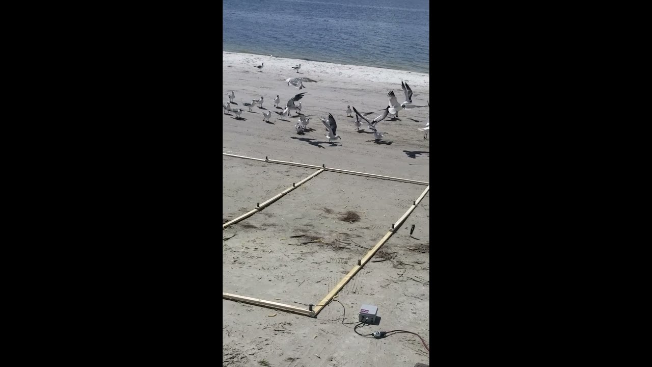 Stop the Seagulls with Symterra!