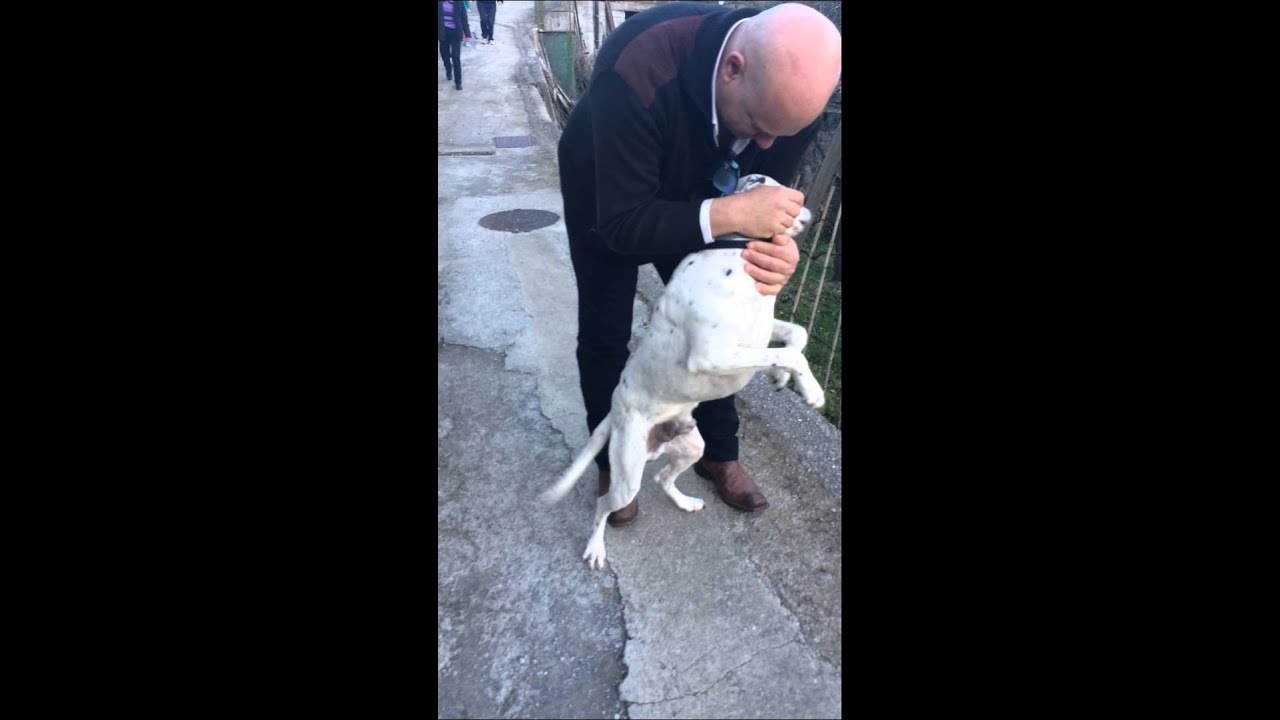Willy smarrito a Napoli  ritrovato a Genova dopo 18mesi ecco la sua reazione al fischio del Padrone