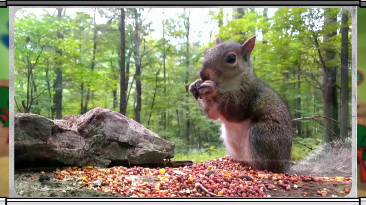 Erdő Ernő bácsi meséi -  Mik azok a ligetek?
