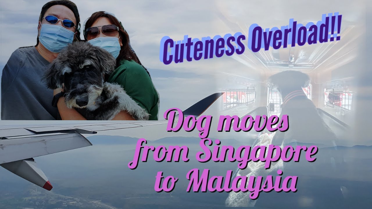 Step-by-step Guide on Our Singapore Dog’s Relocation Journey