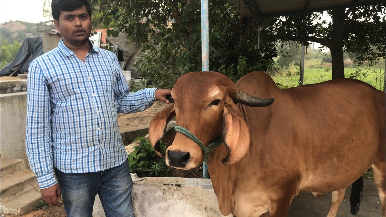 Gir, Sahiwal, kankrej cows, desi cow breeds supplier near Bangalore