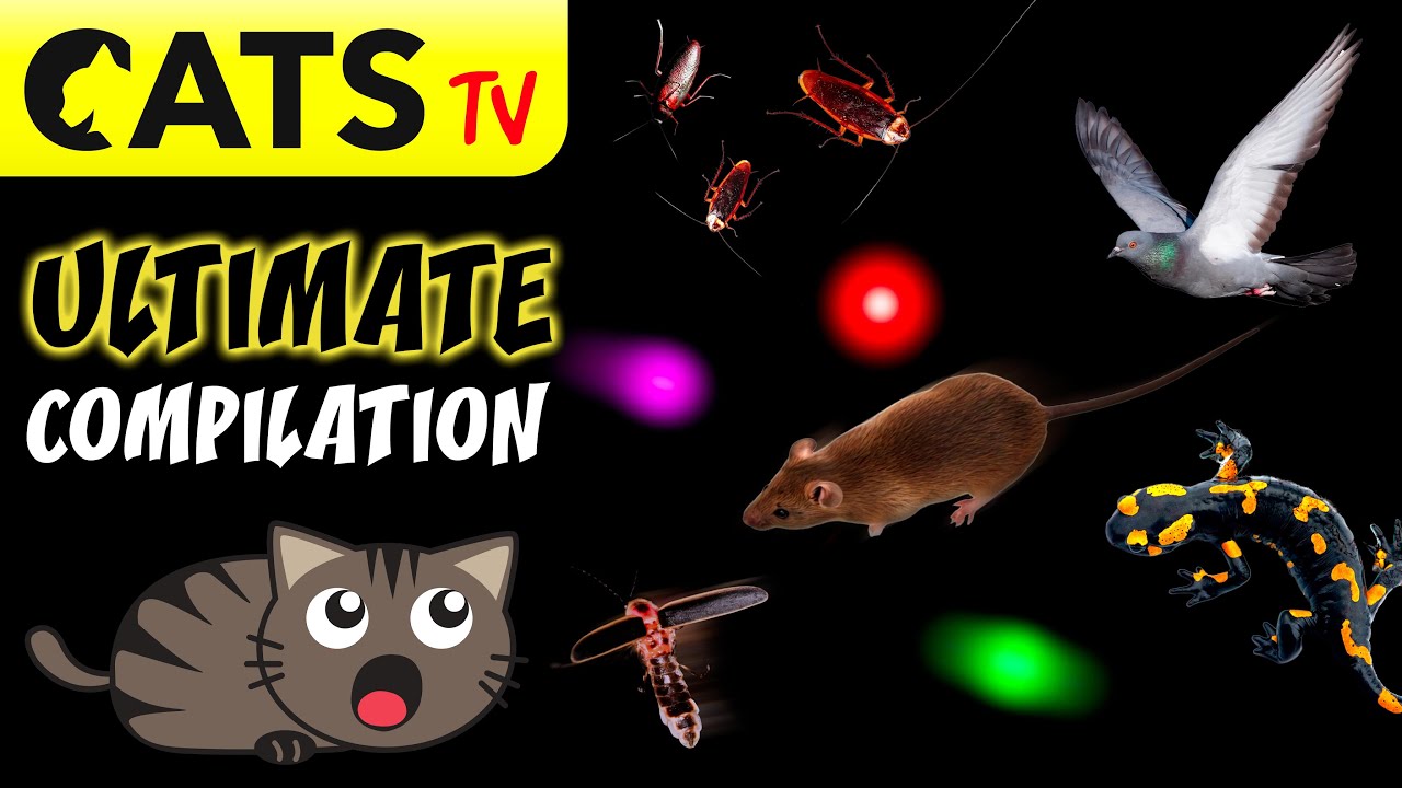 CATS TV 😻 Ultimate Compilation JUNE #08 🔴🦎🐭 [GAME FOR CATS]