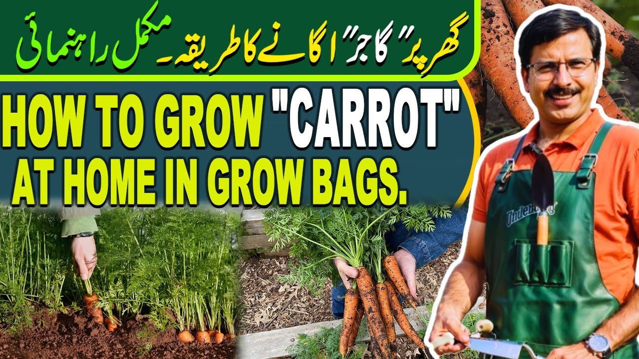 How to grow 