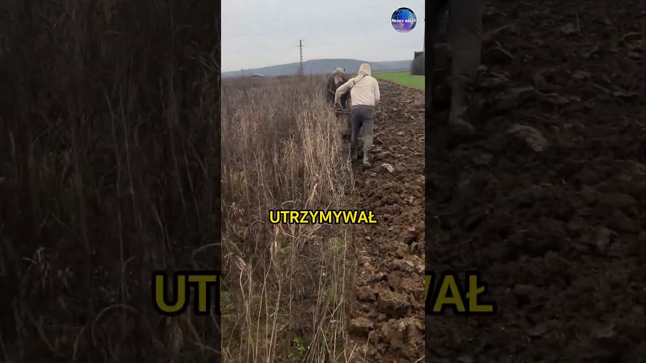 Orka Zaprzęgiem Konnym