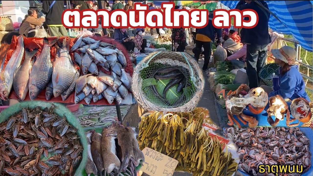ตลาดนัดไทยลาว 18 ธค 68 ของป่า ปลาค่อหลายช่วงนี้ #ตลาดลาว #localmarket