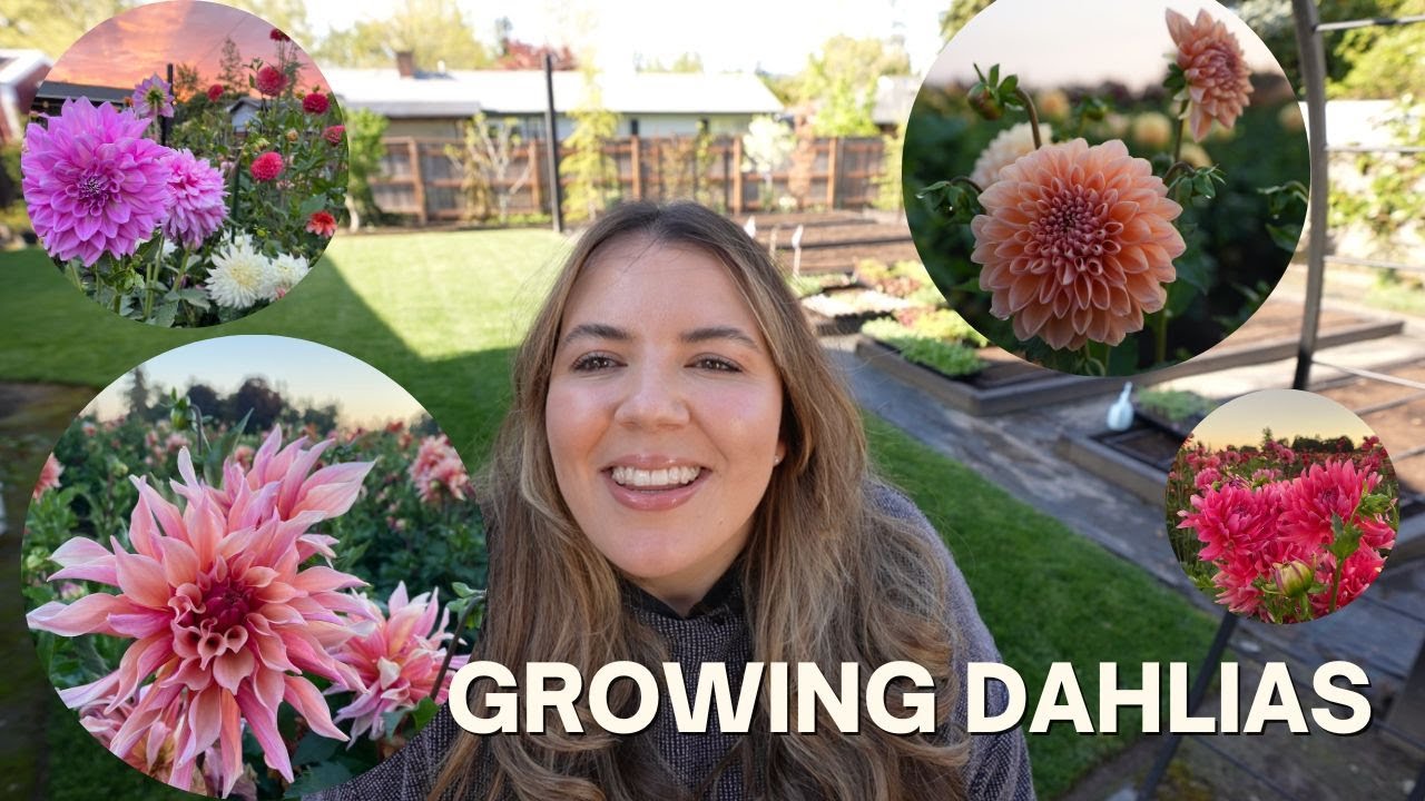Planting Dahlias 2023! A Full Dahlia Growing Guide 🌸🌿💞
