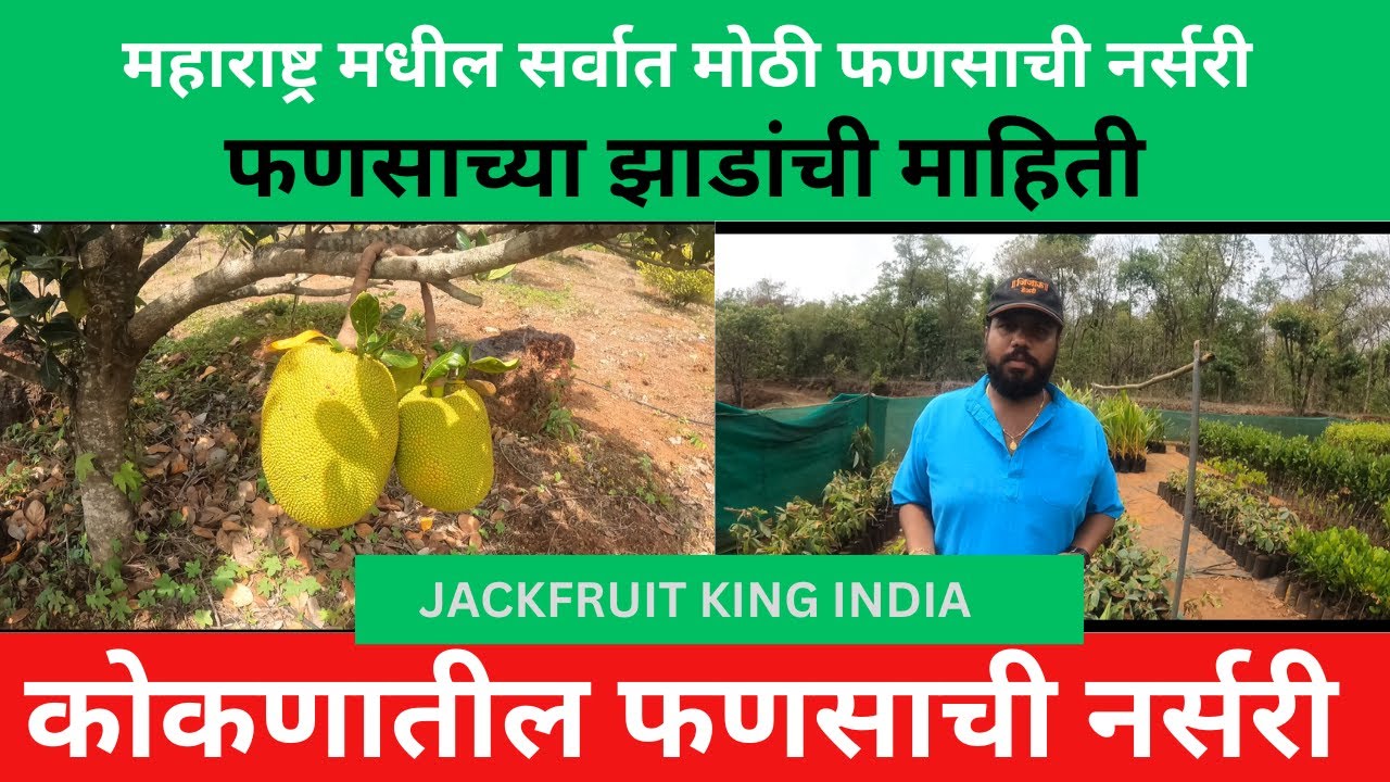 सर्व जातीच्या फणसाच्या झाडांची माहिती| कोकणातील फणसाची नर्सरी | jackfruit king india nursery | kokan