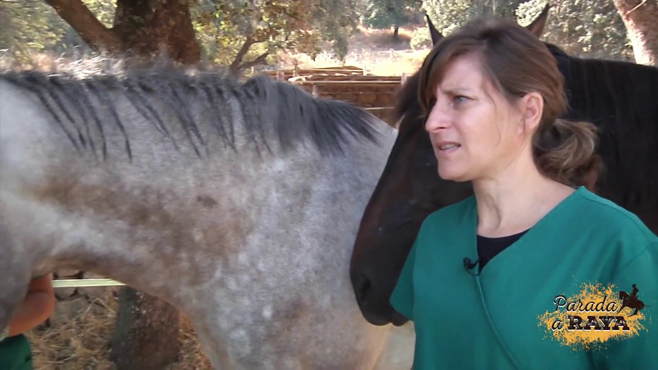 La desparasitación en los caballos