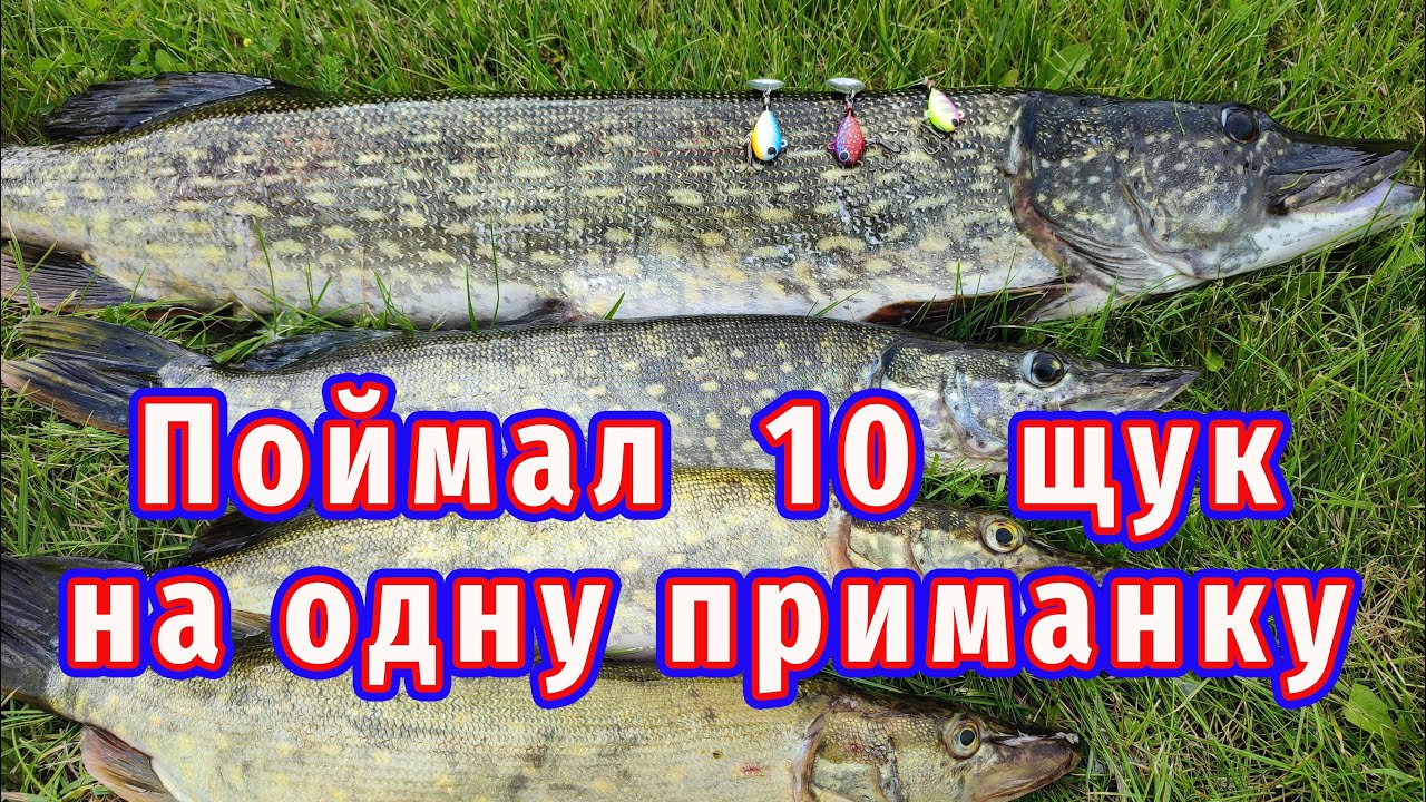 Поймал 10 щук на одну приманку!