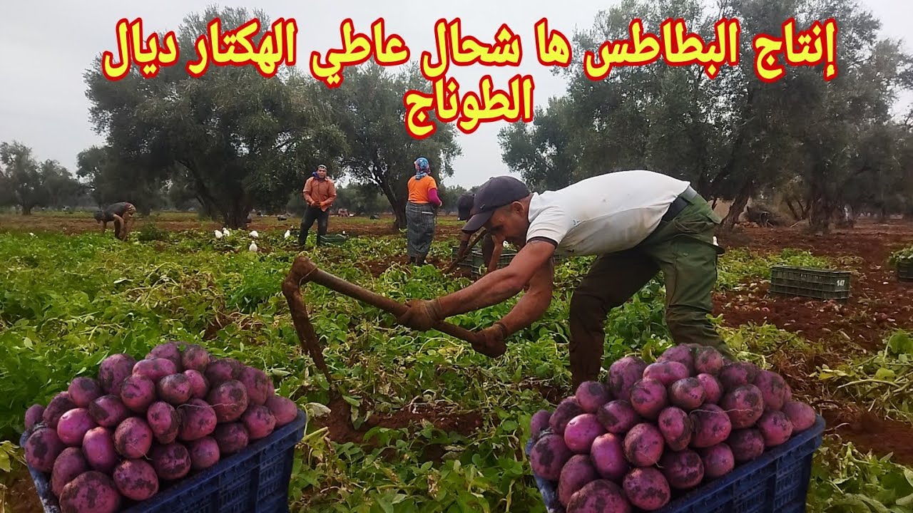 معلومات وخفايا بخصوص زراعة البطاطس و التمن بالجملة من الفدان
