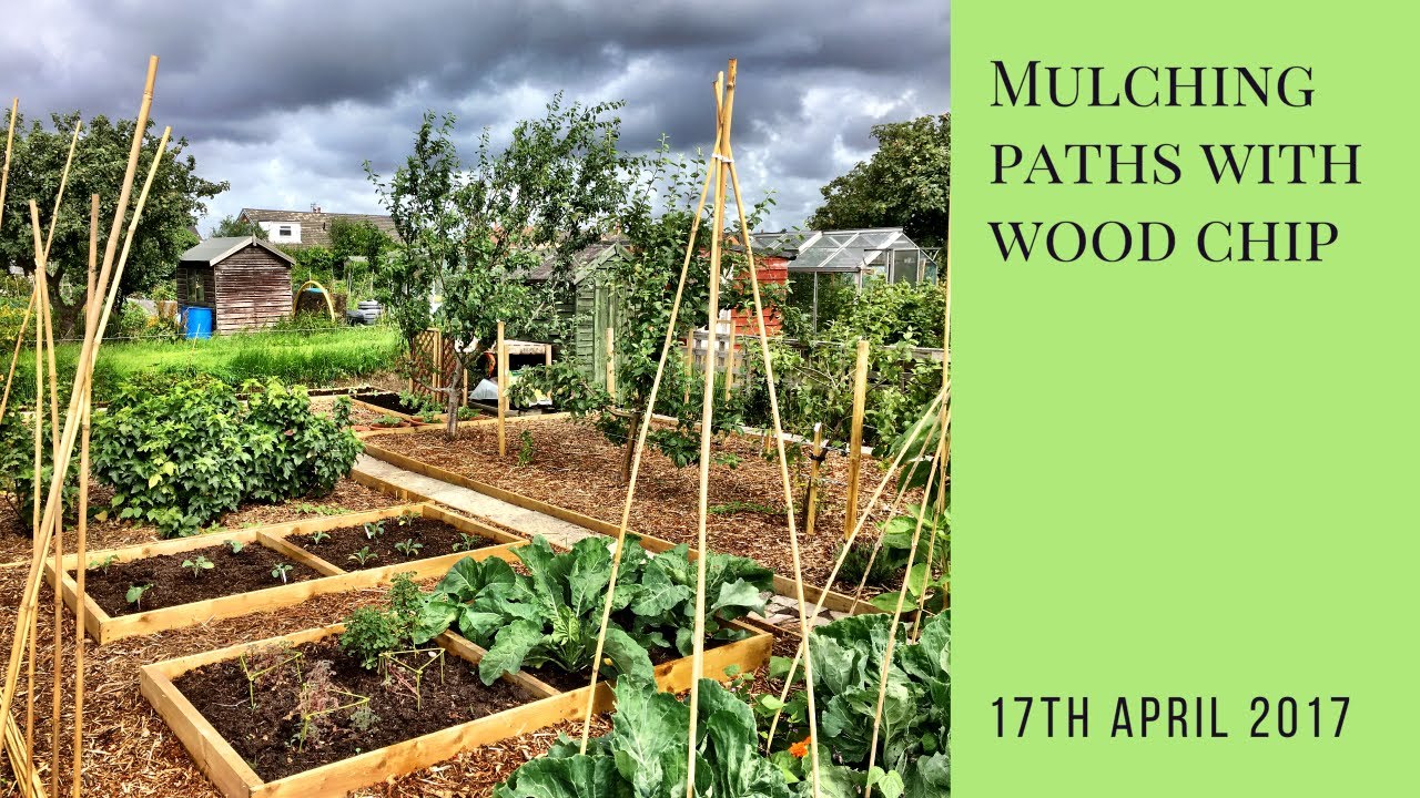 Mulching allotment paths with wood chip