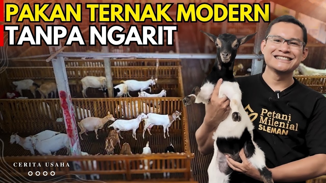 SUKSES TERNAK KAMBING DAN DOMBA TANPA NGARIT, KANDANG TIDAK BAU DAN TERNAK SEHAT | KISAH INSPIRASI