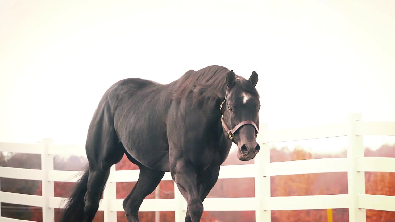 Willy Be Invited - Black AQHA Stallion