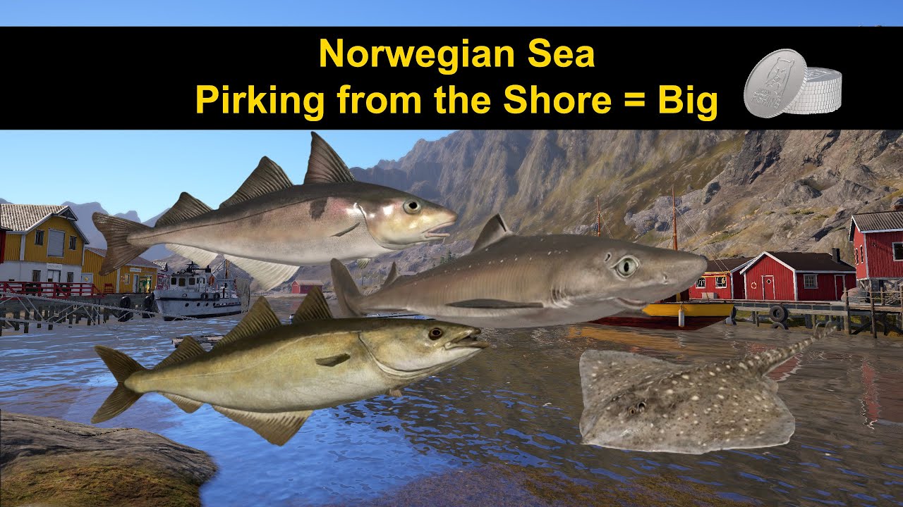 Russian Fishing 4 Norwegian Sea, Pirking from the Shore = Big $$ 1/15/24
