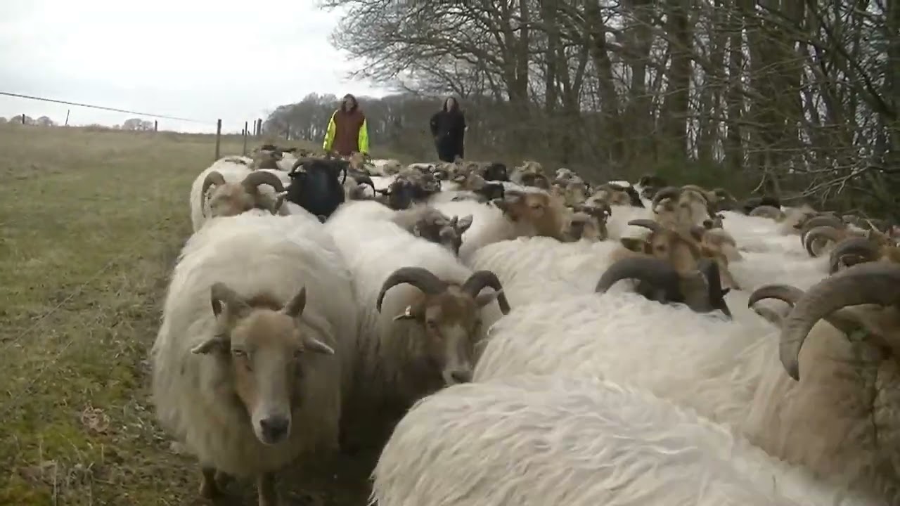 Grote kudde schapen verplaatst op 1 maart