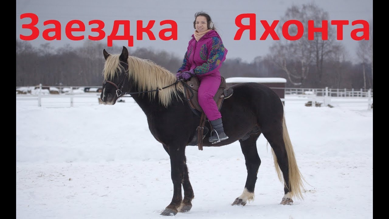 Заездка 4-х летнего коня Яхонта.