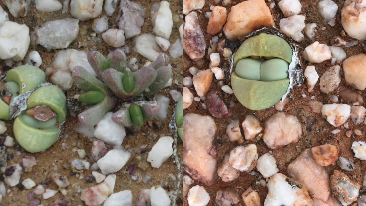 The Succulent Capital of the World