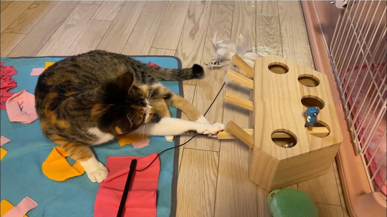 綿棒ハンターの次なる挑戦は…知育トイ!?🐾