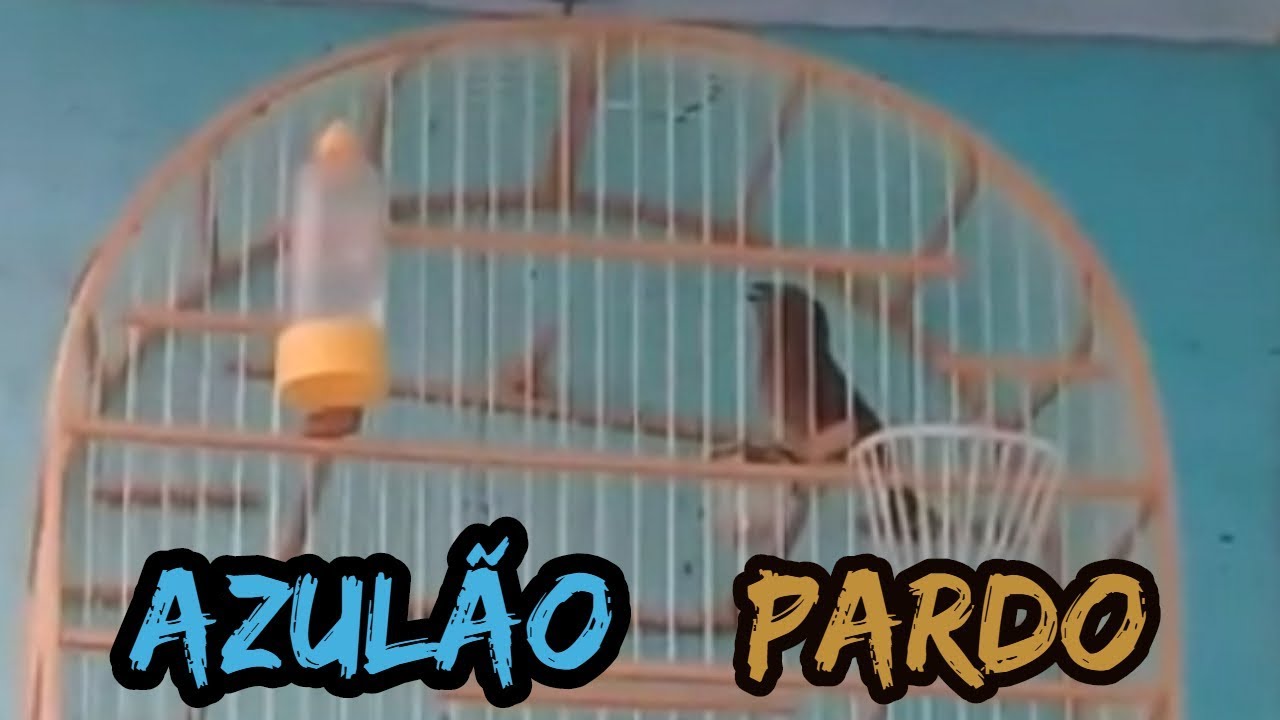 Azul&atilde;o Pardo Cantando Muito ✔