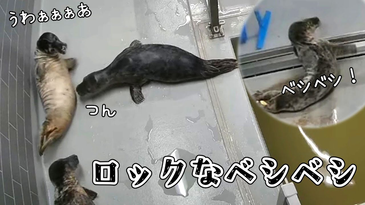 ちっちゃなからだでペチをロックにかき鳴らすドクターフロクシー【アザラシ幼稚園】