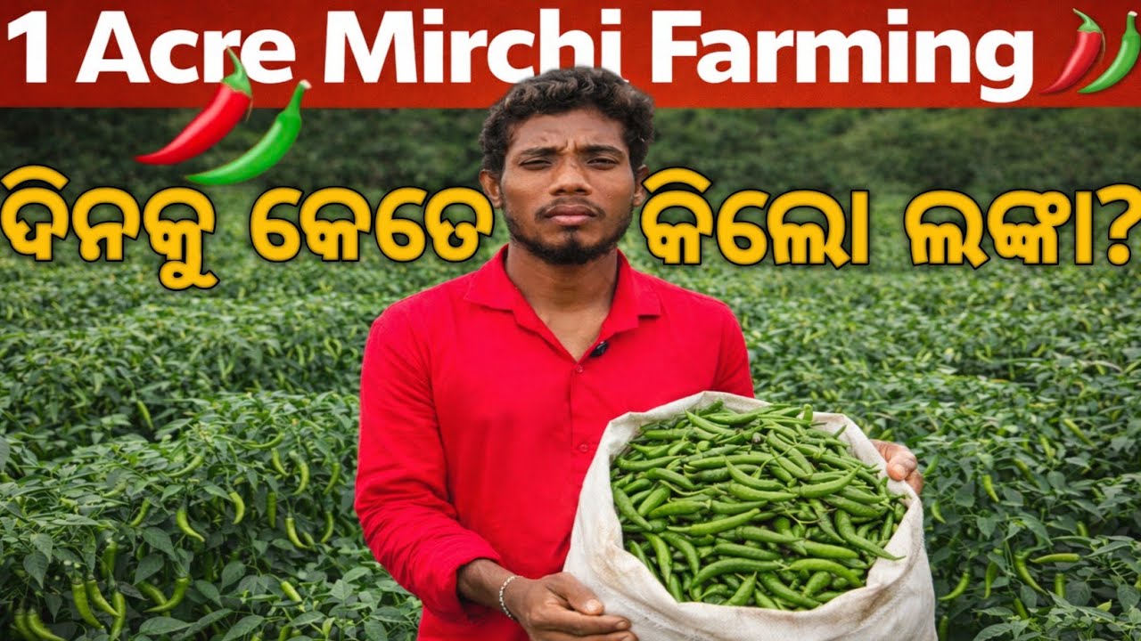 Mirchi Farming in Odisha 🌶️ | 1 Acre ଲଙ୍କା ଚାଷରେ କେତେ ଉତ୍ପାଦନ?