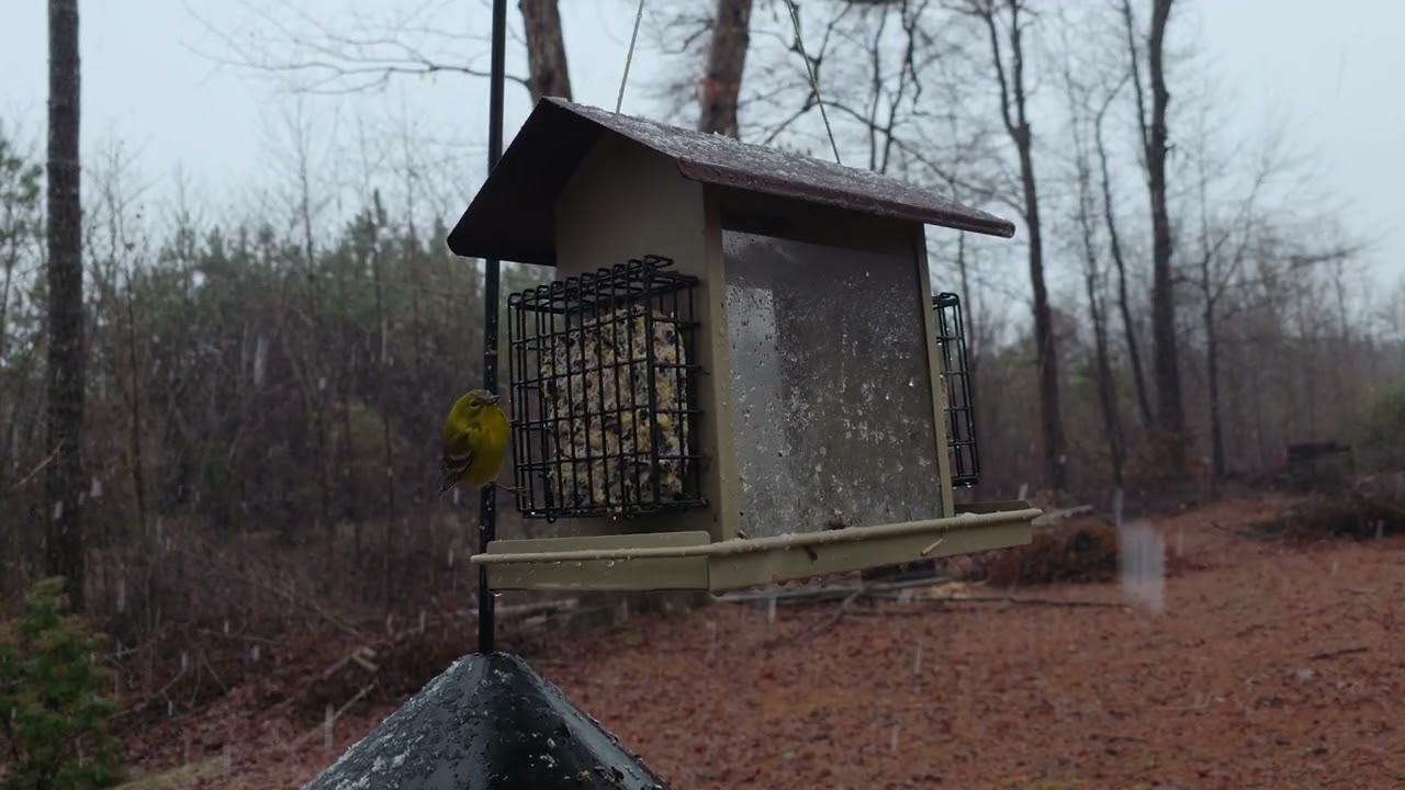 8k Bird Feeder Angle 2 Large Snow Flakes