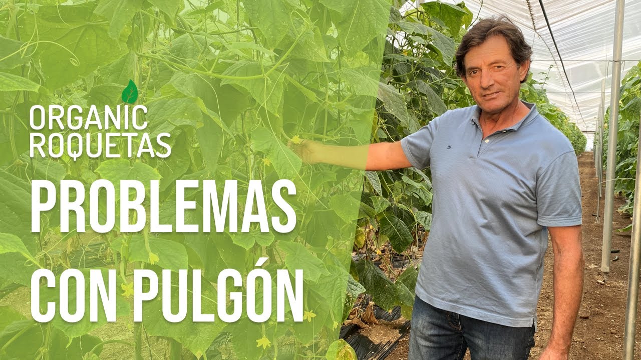 Problemas con pulgón en nuestro cultivo de pepino | Organic Roquetas