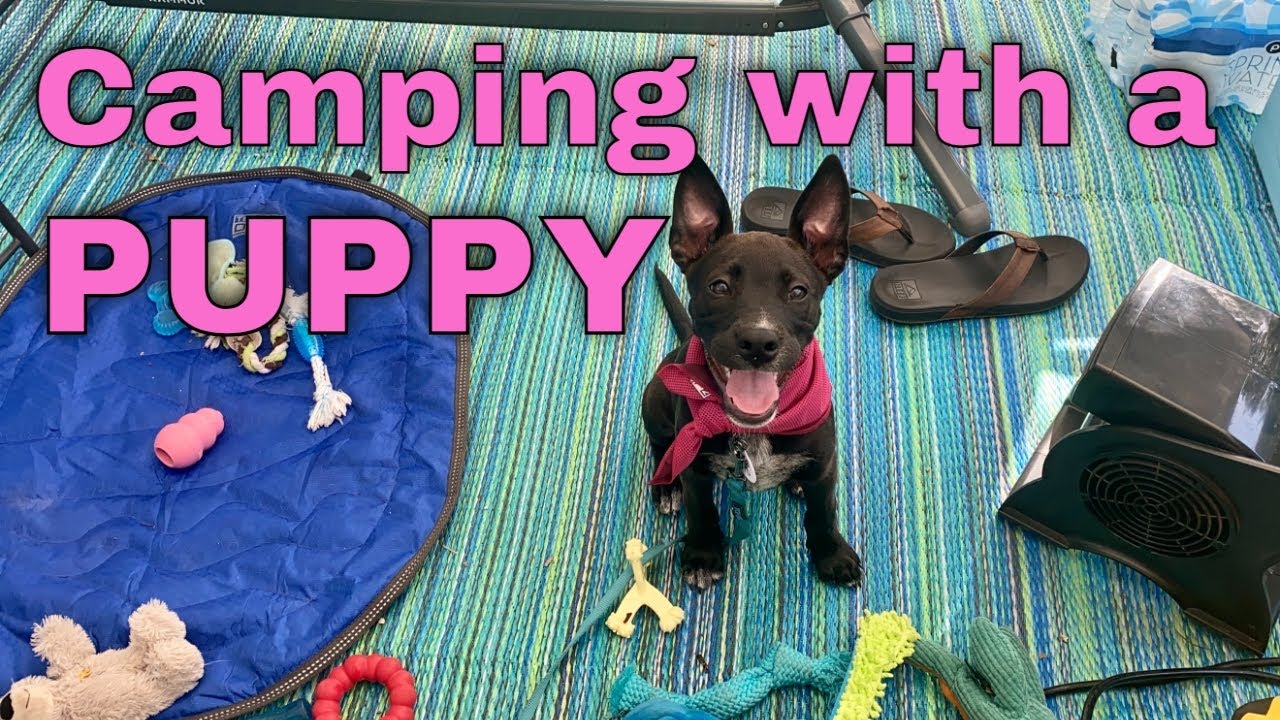 Camping at Lake Manatee with our New Puppy