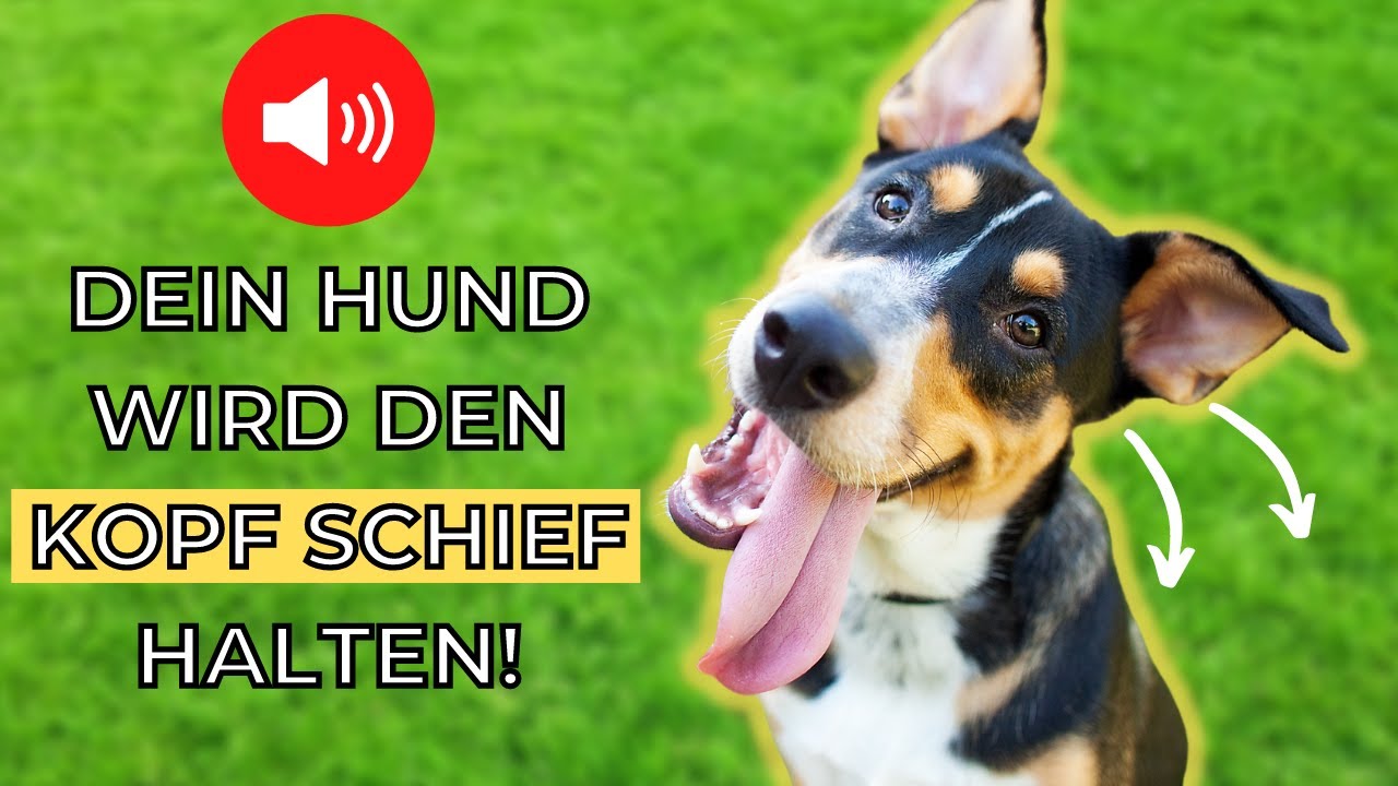 Ger&auml;usche, damit dein Hund den Kopf neigt 🐶