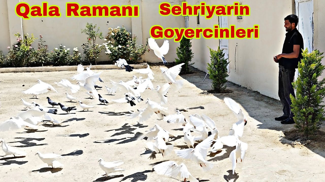 Sehriyarin Bakı Göyerçinleri (Bakı Göyercin Klubu İştirakçısi) 10 iyun 2024
