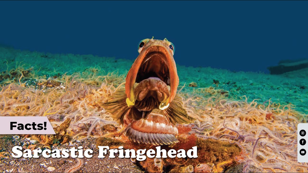 10 Unique Facts About the Sarcastic Fringehead | Echoes of Nature