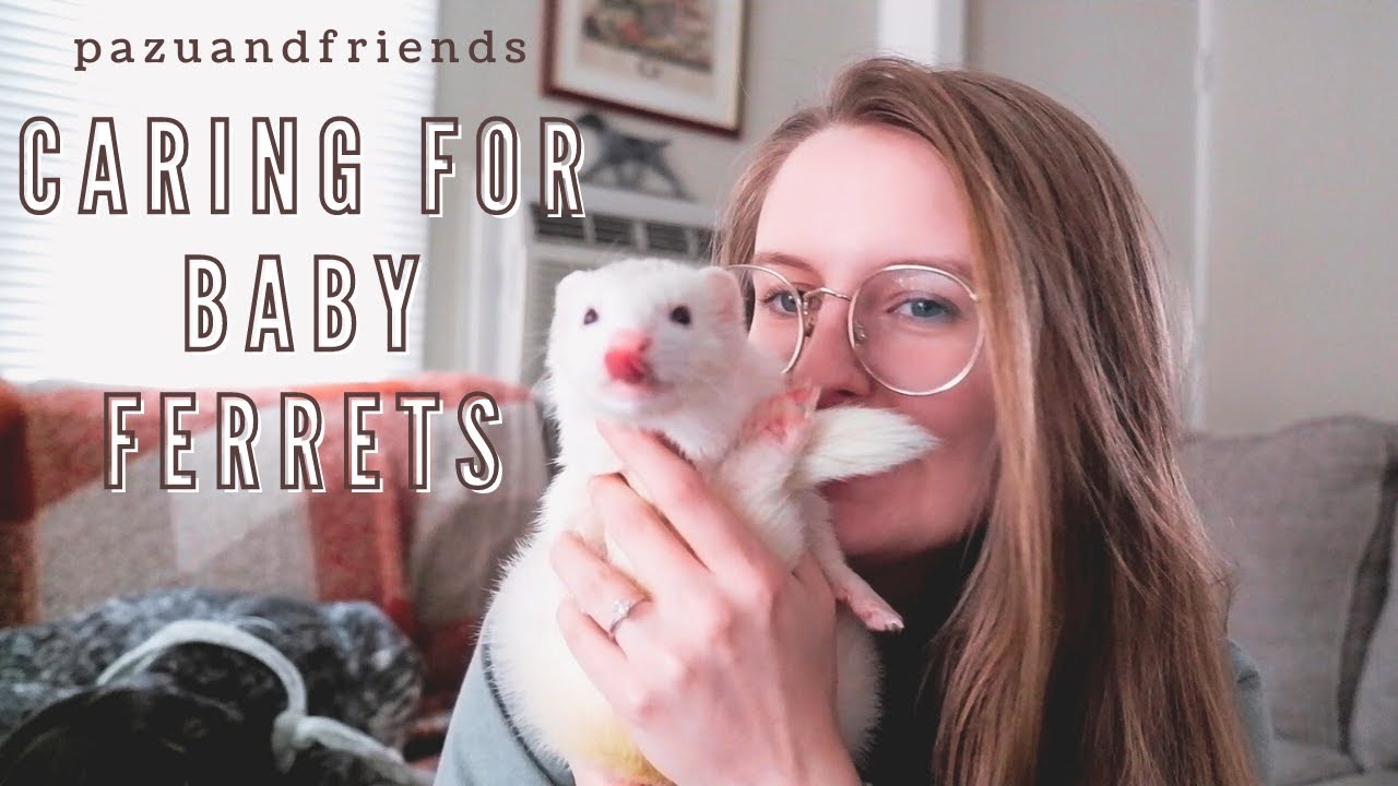 How to Care For BABY Ferrets!