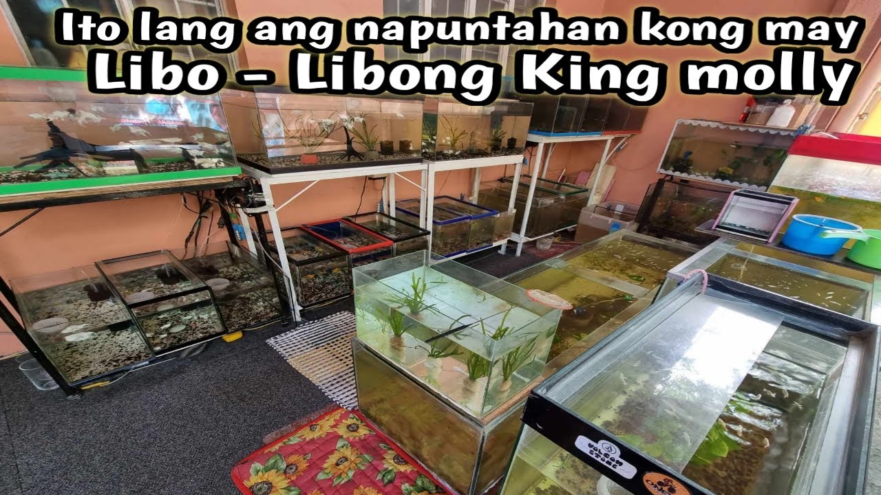 Libo-Libong Hari ng molly project ni tatay merong apat na mata😱kahinayang ang video nato!