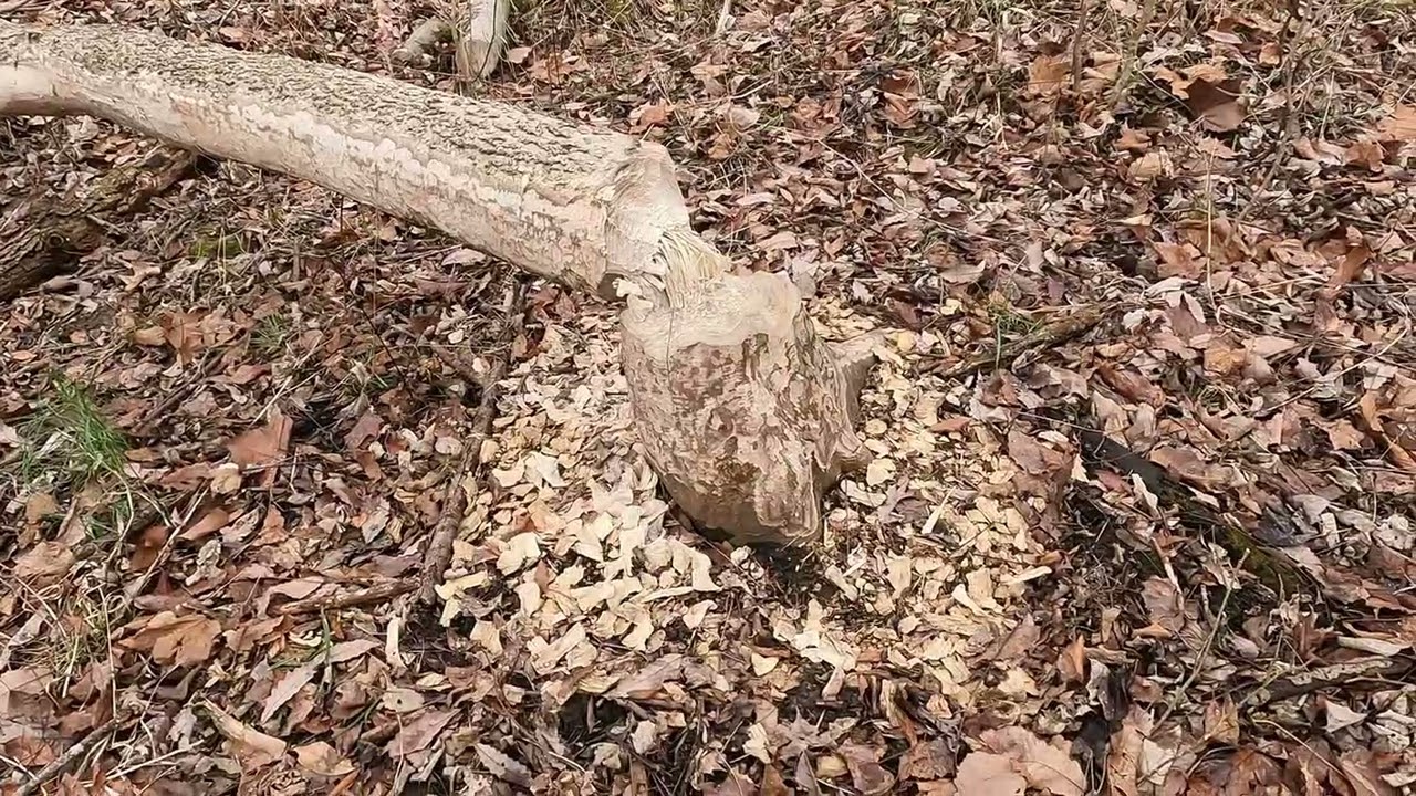 Join me on a quick winter hike! 