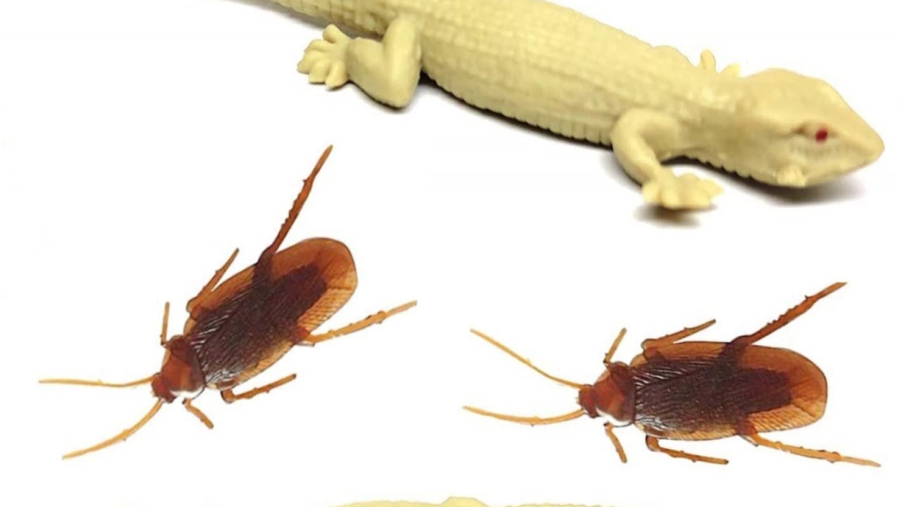 Fake Lizard prank on my sister | Reaction 